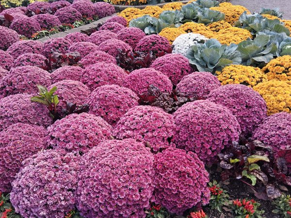 Guide Ultime pour la Rénovation de Parquet : Astuces et Conseils Incontournables